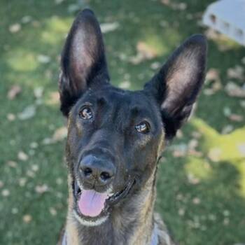 Mali -  Belgian Shepherd Malinois Dog for Adoption in Red Bluff, California - Mali | PetCurious