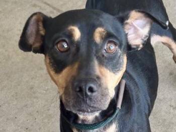 Kuhli -  Mixed Breed Dog for Adoption in Georgetown, Texas - Kuhli | PetCurious
