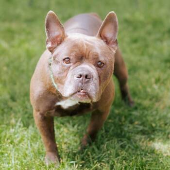 French Bulldog Dogs Available for Adoption in Northbrook, Illinois - Bruno Bear | PetCurious