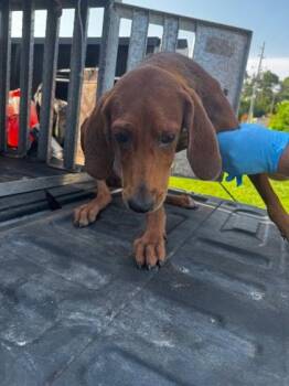 Henry -  Coonhound and Mixed Breed Dog for Adoption in Port St. Joe, Florida - Henry | PetCurious