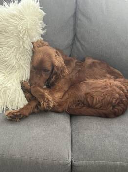 Nova - 1639 -  Irish Setter and Goldendoodle Dog for Adoption in Los Angeles, California - Nova - 1639 | PetCurious