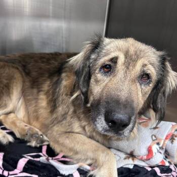 Norma -  Anatolian Shepherd and Great Pyrenees Dog for Adoption in Parrish, Alabama - Norma | PetCurious
