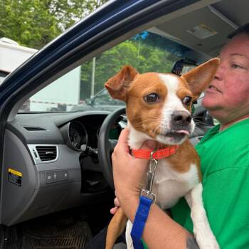 Mixed Breed Dogs Available for Adoption in Huntington, West Virginia - Nugget | PetCurious