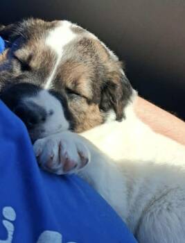 Diogee -  Saint Bernard and Mixed Breed Dog for Adoption in Severance, Colorado - Diogee | PetCurious