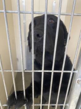 Tucker -  Labrador Retriever Dog for Adoption in Vancouver, Washington - Tucker | PetCurious