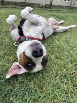 Ruby -  Terrier and Mixed Breed Dog for Adoption in Honolulu, Hawaii - Ruby | PetCurious