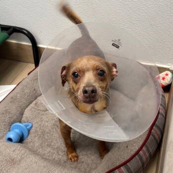 Buddy -  Mixed Breed Dog for Adoption in Naperville, Illinois - Buddy | PetCurious