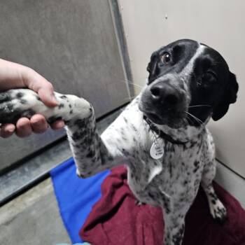Dalmatian and Labrador Retriever Dogs Available for Adoption - Boone | PetCurious