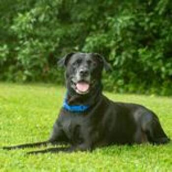 Drako -  Black Labrador Retriever Dog for Adoption in Hilliard, Ohio - Drako | PetCurious