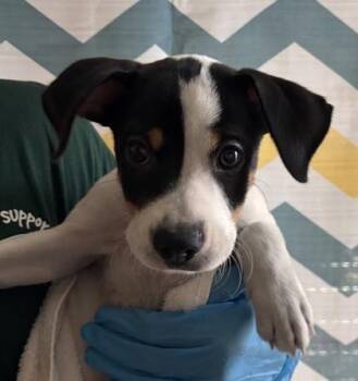 Kodi -  Mixed Breed Dog for Adoption in Honolulu, Hawaii - Kodi | PetCurious