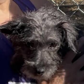 Ash -  Terrier Dog for Adoption in Woodland, California - Ash | PetCurious