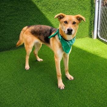 Teddy -  German Shepherd Dog and Mixed Breed Dog for Adoption in Oak Point, Texas - Teddy | PetCurious