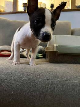 Rescue Mixed Breed Dogs for Adoption in Kenosha, Wisconsin - Liam | PetCurious