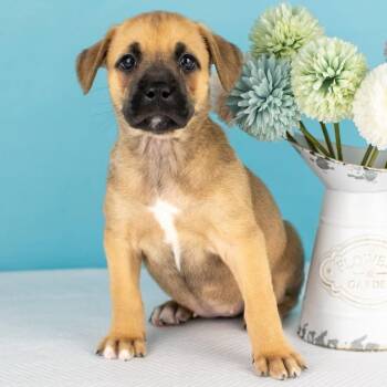 Mixed Breed Dogs Available for Adoption in Smyrna, Georgia - Shay | PetCurious