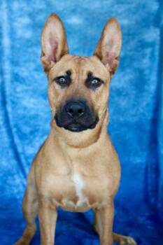 German Shepherd Dog Dogs Available for Adoption - Miss Marley | PetCurious