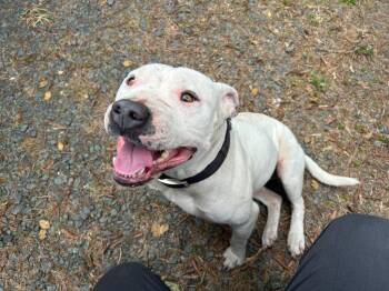Sabrina -  Mixed Breed Dog Available for Adoption in Oxford, North Carolina - Sabrina | PetCurious