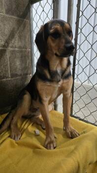 Rescue Beagle and Hound Dogs for Adoption in Virginia, Minnesota - Taaz | PetCurious