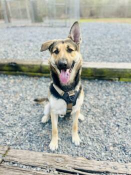German Shepherd Dog Dogs Available for Adoption - Maverick | PetCurious