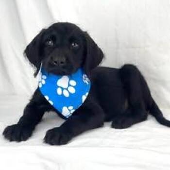 Mitch the Labradoodle puppy -  Labradoodle Dog Available for Adoption in Muskego, Wisconsin - Mitch The Labradoodle Puppy | PetCurious