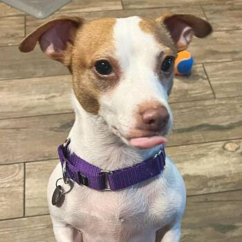 Lucky -  Chihuahua and Mixed Breed Dog for Adoption in Lewisville, Texas - Lucky | PetCurious