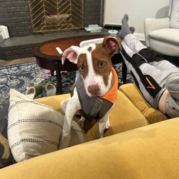 Creed -  Mixed Breed Dog for Adoption in Memphis, Tennessee - Creed | PetCurious