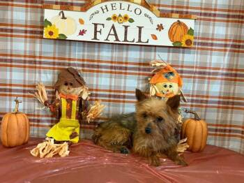 Rescue Yorkshire Terrier Dogs for Adoption in Peebles, Ohio - Chip | PetCurious