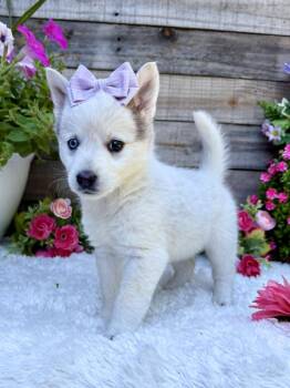 Husky Dogs Available for Adoption in Kiowa, Oklahoma - Butterfly  | PetCurious