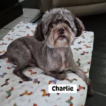 Charlie -  Maltipoo and Chihuahua Dog for Adoption in Brewton, Alabama - Charlie | PetCurious