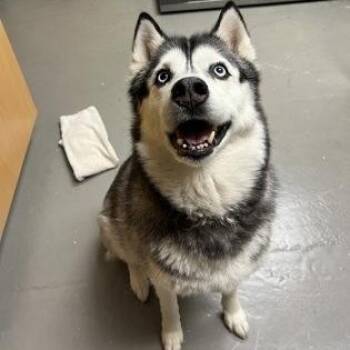 Sagoo -  Husky Dog for Adoption in Bellingham, Washington - Sagoo | PetCurious