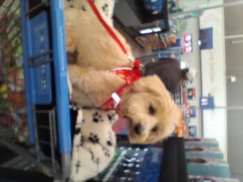 Rescue Poodle and West Highland White Terrier Westie Dogs for Adoption in Florence, Arizona - Pibbles | PetCurious