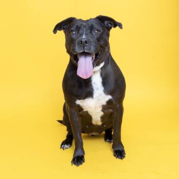 Rescue Pit Bull Terrier and Mixed Breed Dogs for Adoption in Franklin, Tennessee - Lucy | PetCurious