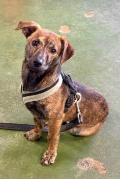 Dachshund Dogs Available for Adoption - Little One | PetCurious