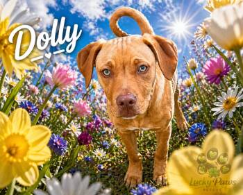 Labrador Retriever and Vizsla Dogs Available for Adoption in Oswego, South Carolina - Girl Trio - Dolly | PetCurious