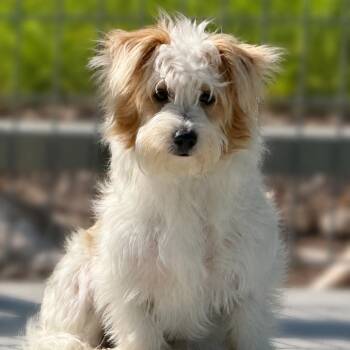 Huck -  Poodle and Terrier Dog for Adoption in Hondo, Texas - Huck | PetCurious