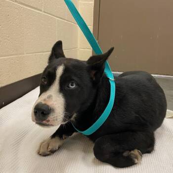 Mixed Breed Dogs Available for Adoption - Saltillo | PetCurious