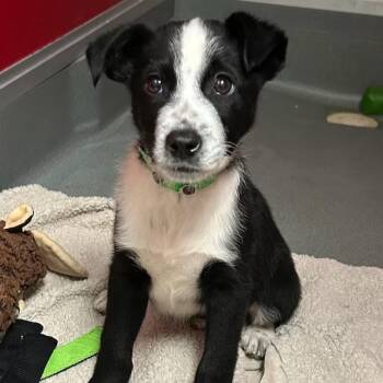 Border Collie and Mixed Breed Dogs Available for Adoption - MILANO | PetCurious