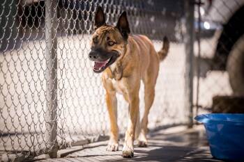 Milk Dud -  Shepherd Dog for Adoption in Twentynine Palms, California - Milk Dud | PetCurious