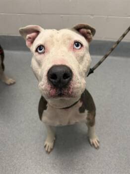 WANDA -  Pit Bull Terrier Dog for Adoption in Indianapolis, Indiana - WANDA | PetCurious