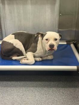 GROOT -  Mixed Breed Dog for Adoption in Dallas, Texas - GROOT | PetCurious
