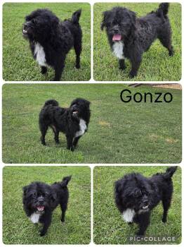 Gonzo -  Shih Tzu and Mixed Breed Dog for Adoption in Enterprise, Alabama - Gonzo | PetCurious