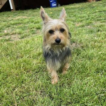Yorkshire Terrier Dogs Available for Adoption in Greenville, South Carolina - Cleo | PetCurious