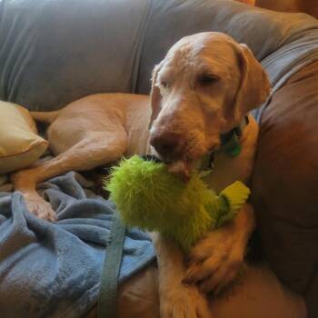 Phil -  Poodle and Mixed Breed Dog for Adoption in Buffalo, Minnesota - Phil | PetCurious