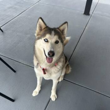 Ellie -  Siberian Husky Dog Available for Adoption in Seward, Nebraska - Ellie | PetCurious