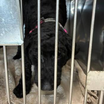 Que Redbull -  Golden Retriever and Poodle Dog for Adoption in Northbrook, Illinois - Que Redbull | PetCurious