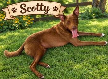 SCOTTY -  Mixed Breed Dog for Adoption in Fernandina Beach, Florida - SCOTTY | PetCurious