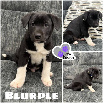 Rescue Mixed Breed Dogs for Adoption in Kenai, Alaska - Blurple - Purple Litter | PetCurious