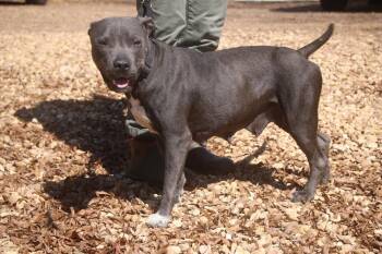 Staffordshire Bull Terrier Dogs Available for Adoption in Brookhaven, Mississippi - Lenore 26 | PetCurious