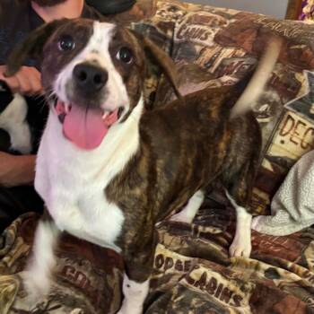 Trixie -  Boston Terrier and Beagle Dog for Adoption in Sparta, New Jersey - Trixie | PetCurious