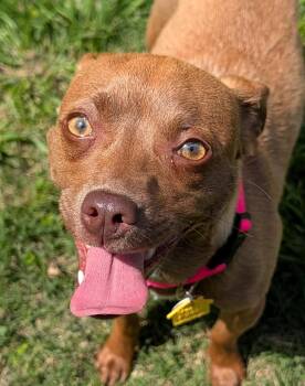 Chihuahua Dogs Available for Adoption in Plano, Texas - Susie A217220 | PetCurious