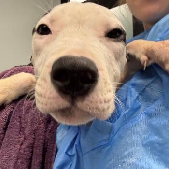 Thackery -  Terrier Dog for Adoption in Abilene, Texas - Thackery | PetCurious